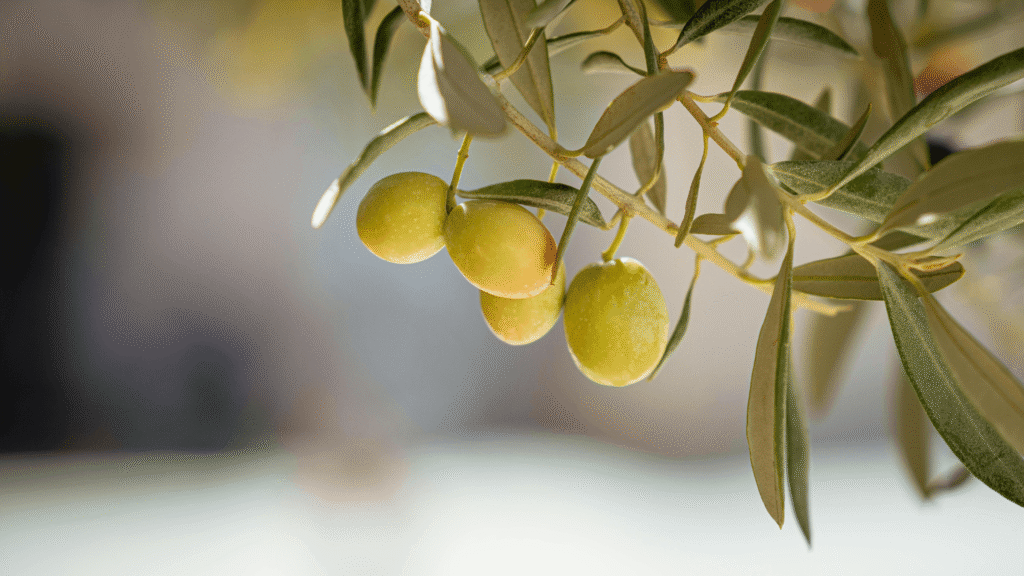 High-Polyphenol Olive Oil