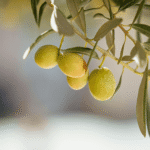 High-Polyphenol Olive Oil